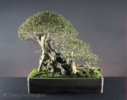 privet bonsai images
